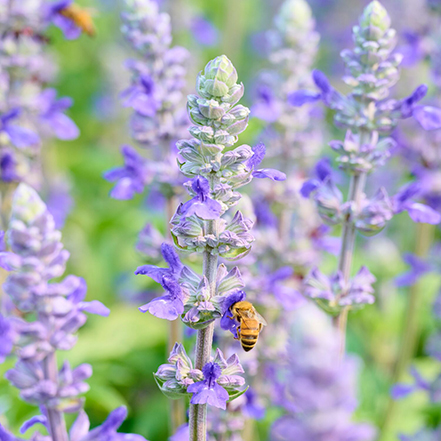 blue salvia flowers