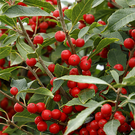 red winterberry berries and green leaves