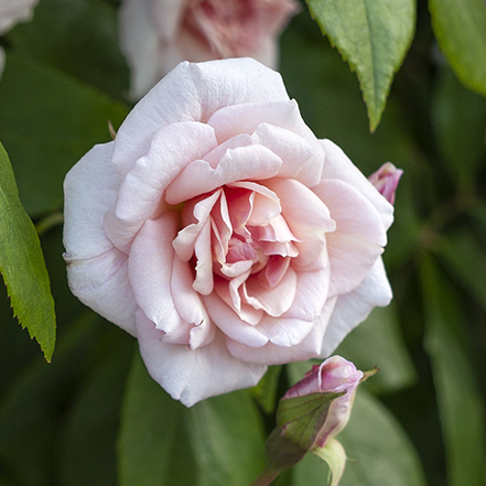 Cecile Brunner Climbing Rose