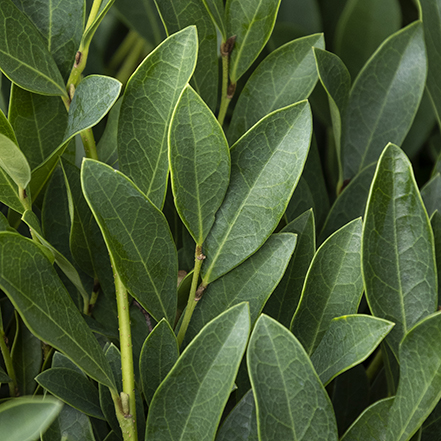 green distylium leaves