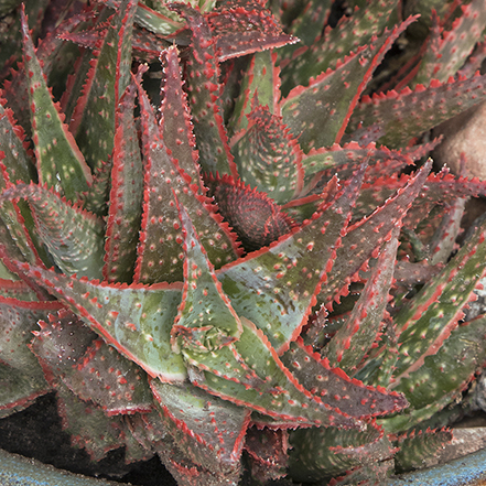 christmas carol aloe is red and green