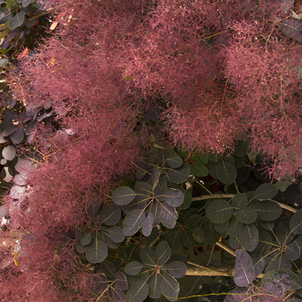 purple smoke tree flowers and leaves