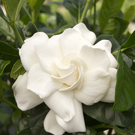 white first love gardenia flowers