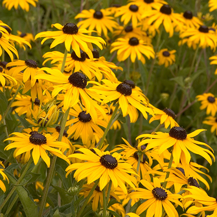 yellow black-eyed susan flowers