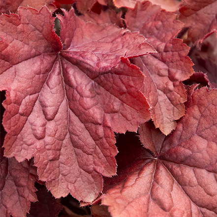 northern exposure red heuchera