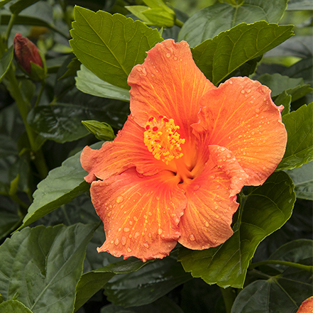 orange hibiscus flowers attract humminbirds