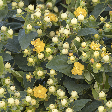 white berries and yellow flowers on st john's wort