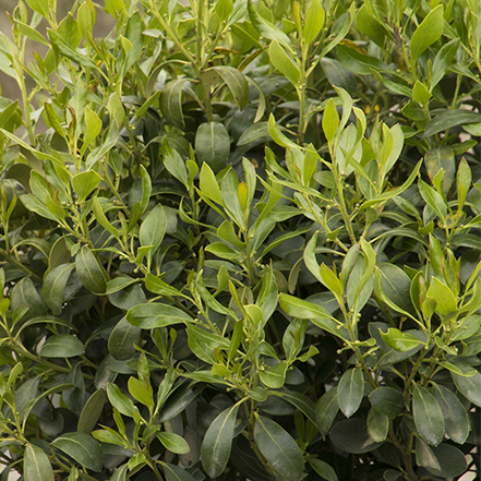 green nordic inkberry foliage