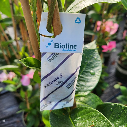 white predatory mites sachet on plant for beneficial insect pest control