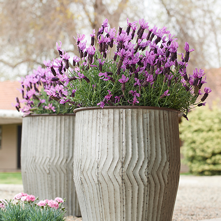 purple spanish lavender in container