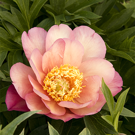 pink peony with yellow center