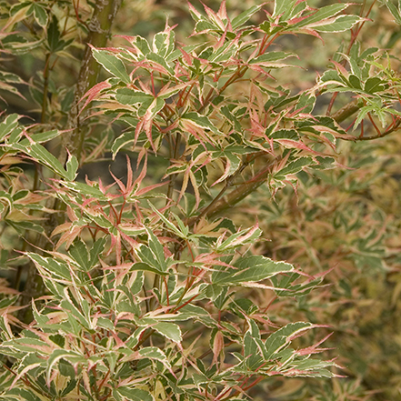 green, white and red kagiri nishiki japanese maple leaves