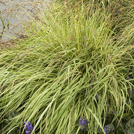 variegated moor grass