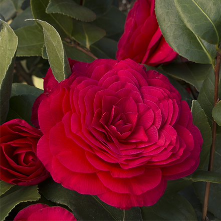 red camellia flower