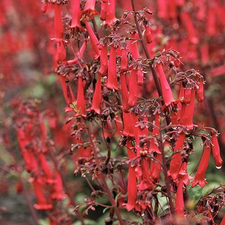 deep red cape fuchsia