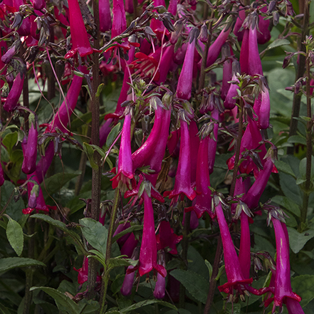 dark pink cape fuchsia flowers