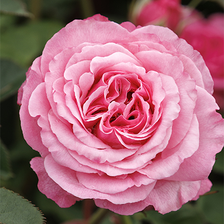 heavenly ascent pink climbing rose