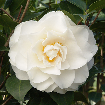 white camellia flower