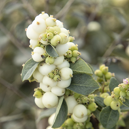 white berries on snowberry shrub