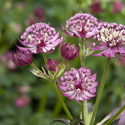 pink masterwort flowers