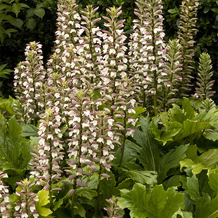 acanthus blooms