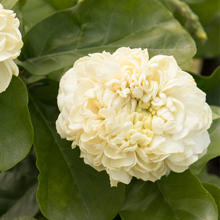 white arabian jasmine flower