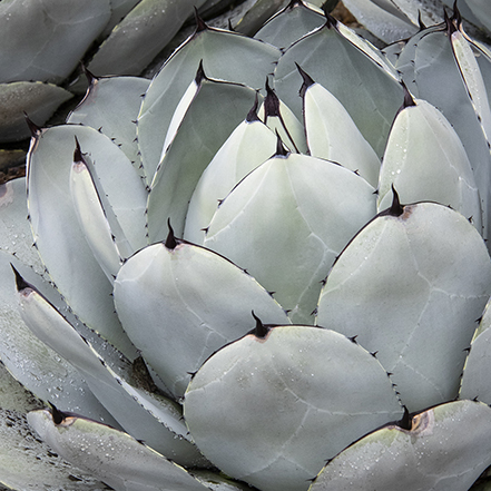 large silver-blue agave succulent leaves