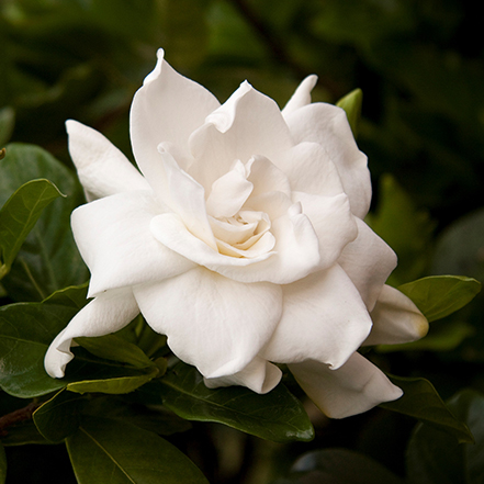 fragrant white gardenia flower