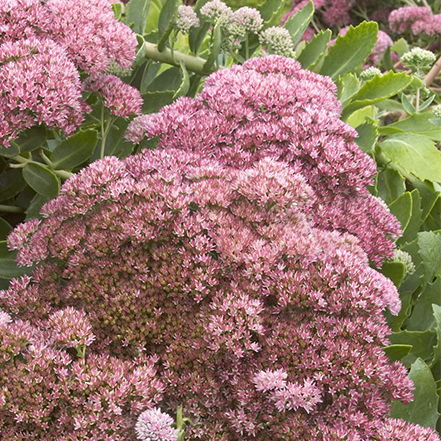 pink sedum flowers