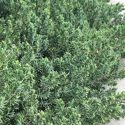 blue pacific shore juniper