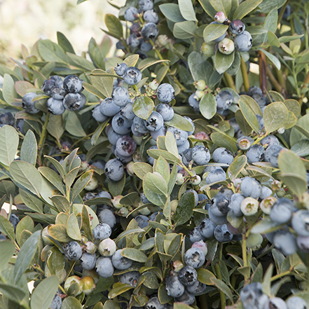 Bountiful Blue® Blueberry