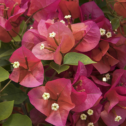 showy camarillo fiesta flowers in hot pink to gold