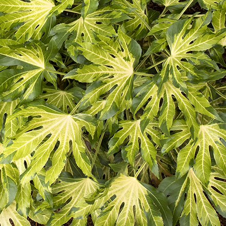 camouglage aralia leaves are dramatically variegated