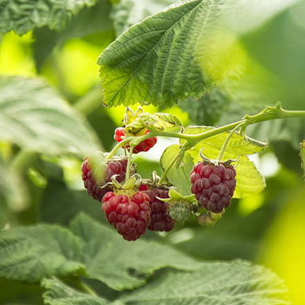 ripe red strawberries