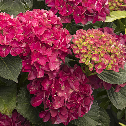 bright pink hydrangea flowers