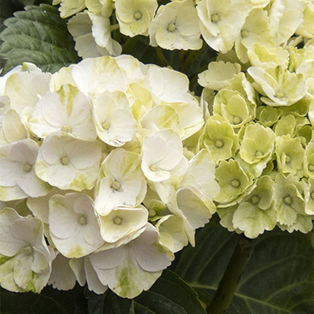 white hydrangea flowers