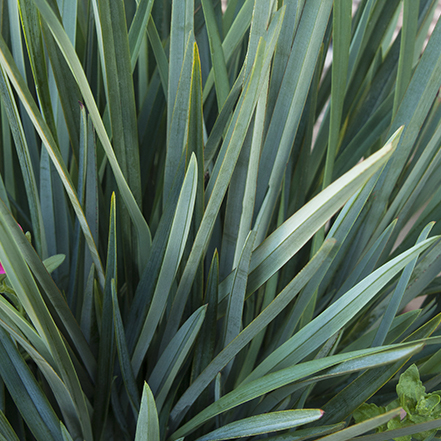 blue-green foliage of cassa blue flax lily