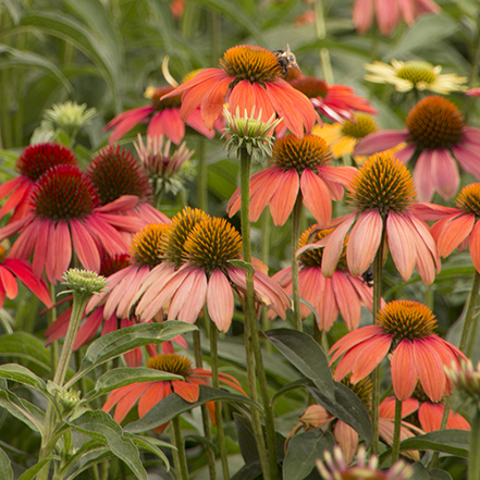 echinacea flowers offer seeds for songbirds