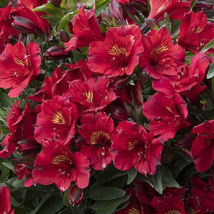 red alstroemeria flowers with yellow center