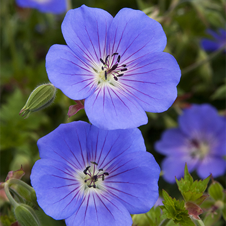 purple geranium flowers