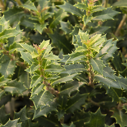 crownshine osmanthus foliage