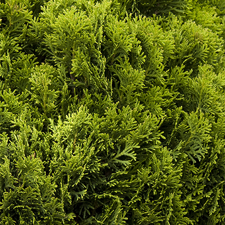 green arborvitae foliage