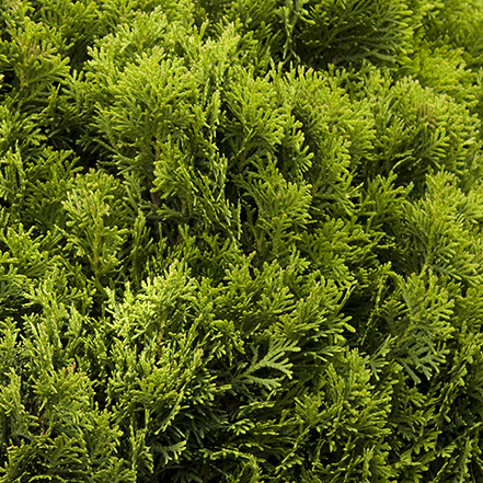 green arborvitae foliage