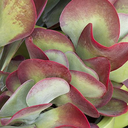 red and green paddle plant leaves