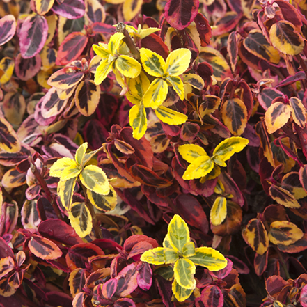 green and gold leaves on emerald n gold wintercreeper