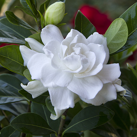 white gardenia flowers