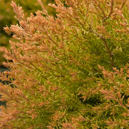 orange and green needles on fire chief globe arborvitae