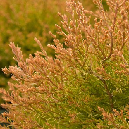 fire chief globe arborvitae