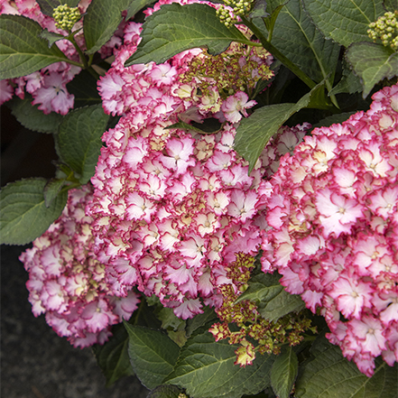 white hydrangea flowers edged in rosy red