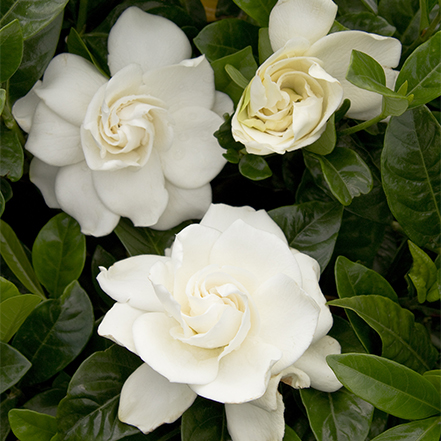 fragrant white gardenia flowers